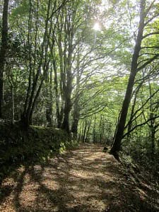 Kilminorth Wood