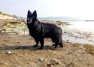 dog friendly beaches in looe