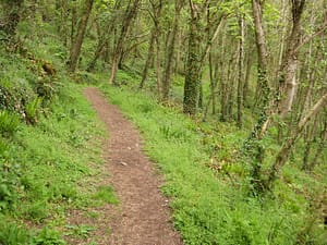 South West Coast Path through the woods
